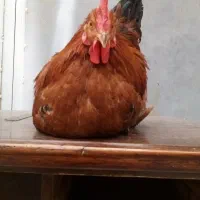 مرغ و خروس خانه گی