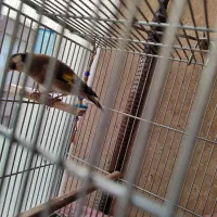 سهره|پرنده|تهران, امام زاده عبدالله|دیوار