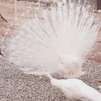 طاووس سفید|پرنده|محمدشهر, محمدشهر|دیوار