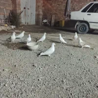 8عددنر (خاش)