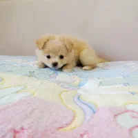 شیتزو پامر|سگ|صدرا-فارس, فاز ۱|دیوار