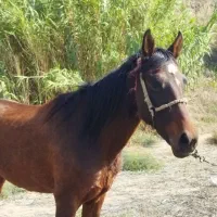اسب جوان سواری عالی و خیلی ارام