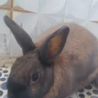 خرگوش لوپ|موش و خرگوش|بیرجند, |دیوار