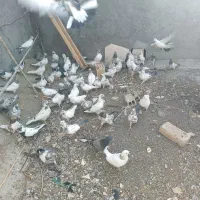 کبوتر پرشی