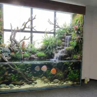 پالوداریوم - آکواریوم