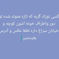 گربه