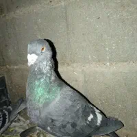 کفتر طاووسی جفت گاهی|پرنده|سبزوار, غرب نیروگاه|دیوار