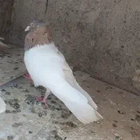 کفتر کله ساده طوقی