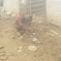 خروس محلی|حیوانات مزرعه|شیروان (خراسان), |دیوار