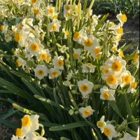 گل نرگس درجه یک شیراز