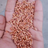 بذر گندم|عمدهفروشی|دزفول, |دیوار