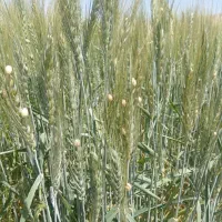 فروش 10 هکتار زمین کشاورزی در داریون