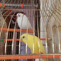 یک جفت مرغ عشق سرحال