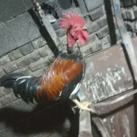خروس گردن لخت