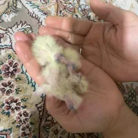 جفت عروس هلندی لوتینو و گلباقالی با دوتا جوجه|پرنده|ری, علایین|دیوار