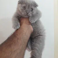 اسکاتیش لیلاک .. واگذاری غیر رایگان|گربه|گرگان, |دیوار