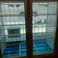 بخچال مغازه