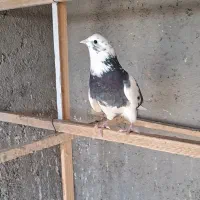 کبوتر کفتر|پرنده|ساوه, |دیوار