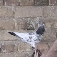 کفتر پرشی