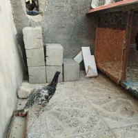 جوجه