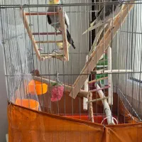 عروس هلندی