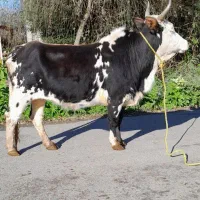 گاو چالوسی  جوان ۷ ماه شکم دومین گوساله