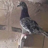 بیله نر پریده اوساکار