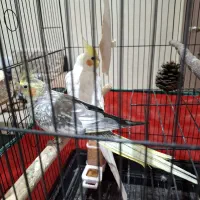 عروس هلندی|پرنده|ارومیه, |دیوار