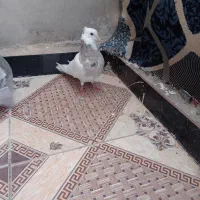 کفش وکبوتر فروشی