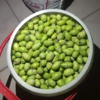 زیتون تازه|خوردنی و آشامیدنی|قم, هنرستان|دیوار