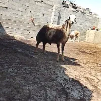 بره پلنگی