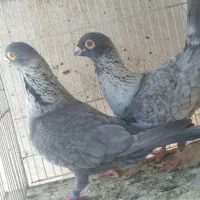 نروماده موشی نقره ای