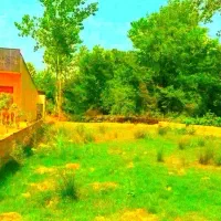 زمین-جنگلی-فروش-فوری-نور283متر-سنددار