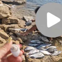 ماهی|ماهی|قشم, |دیوار