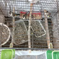 ماده سهره ۶ ماه قفس  ۴ عدد جوجه تور کشیده و صاف