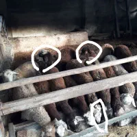 گوسفند نر پرواری نره تخمی افشار