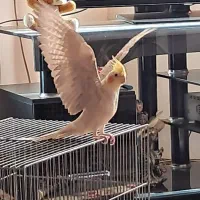 اقا یه صحرایی تیره ای از ما دیروز رفته