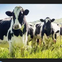 5 راس گاو فروش نقدی