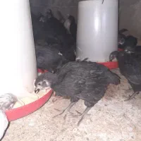 جوجه مرغ بلک|حیوانات مزرعه|دامغان, |دیوار