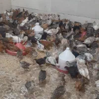 جوجه|حیوانات مزرعه|مریوان, |دیوار