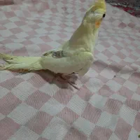 عروس هلندی آروم دستی