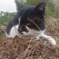 گربه رام و دستی