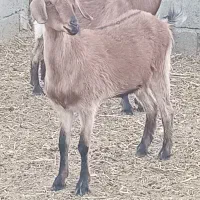 بزشیرا|حیوانات مزرعه|گناباد, |دیوار