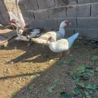 تخم اردک خارجی اسرایلی تازه و نطفه دار|حیوانات مزرعه|مزرعه کتول, |دیوار