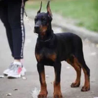 واگذاری توله دوبرمن اصیل تیپ اروپایی مفت