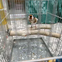 سهره چهارگل