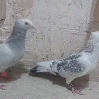 نقره ای پلنگ