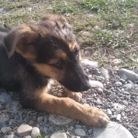 واگذاری توله ژرمن