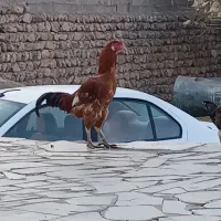 حیوانات ‌مزرع