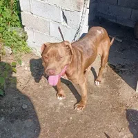 پیتبول بولی ماده ۲ساله توله دهی خوب سگ بینظیر|سگ|املش, |دیوار